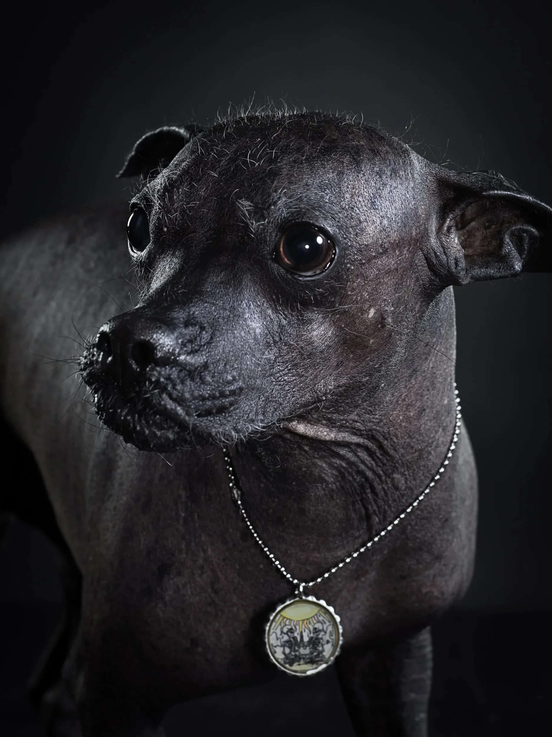 Portrait of a dark hairless dog wearing a silver ball-chain necklace.
